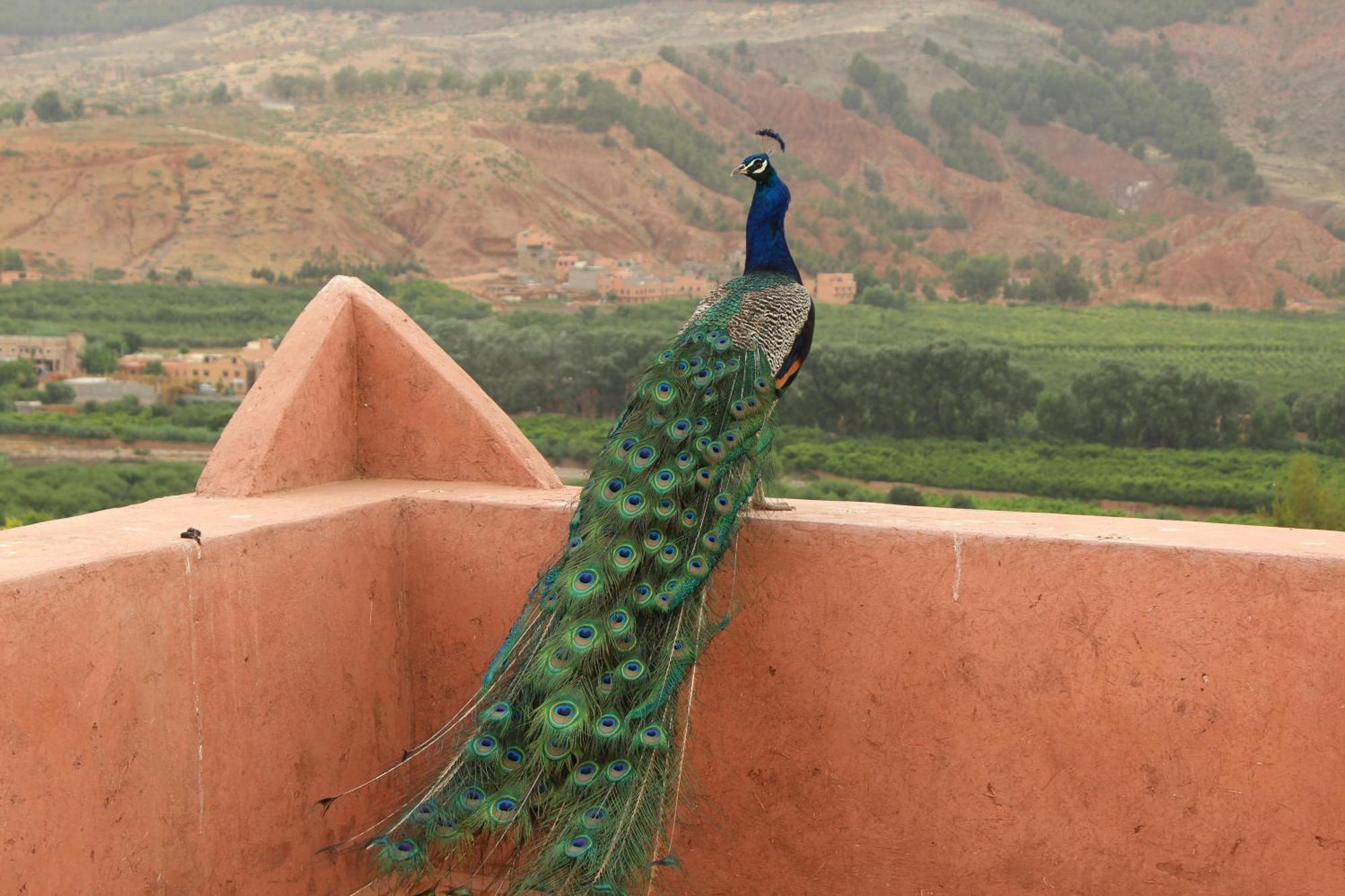 Riad Aslda Asni Dış mekan fotoğraf